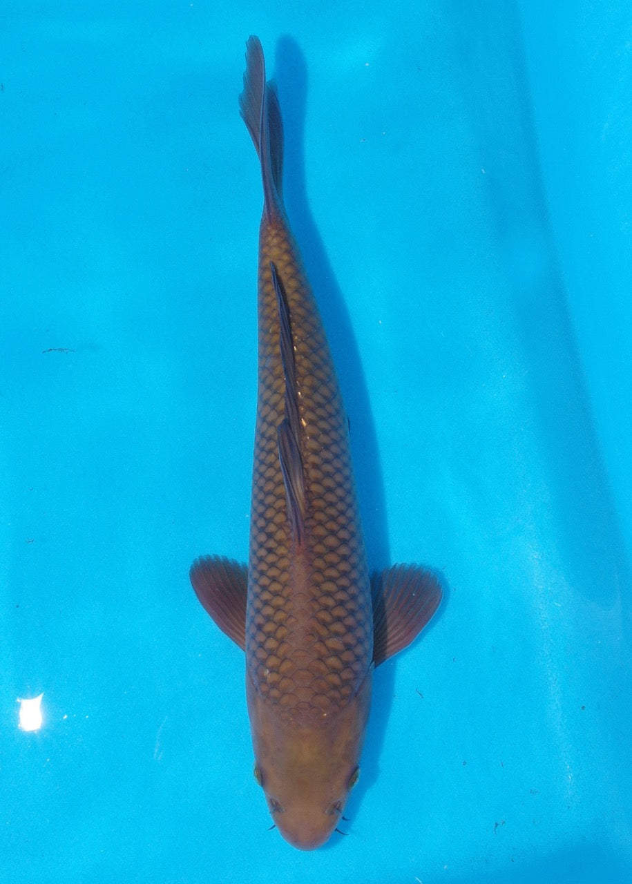 34cm Chagoi REF SRR03-D040