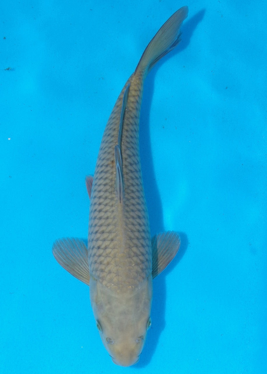 35cm Chagoi REF SRR03-D041