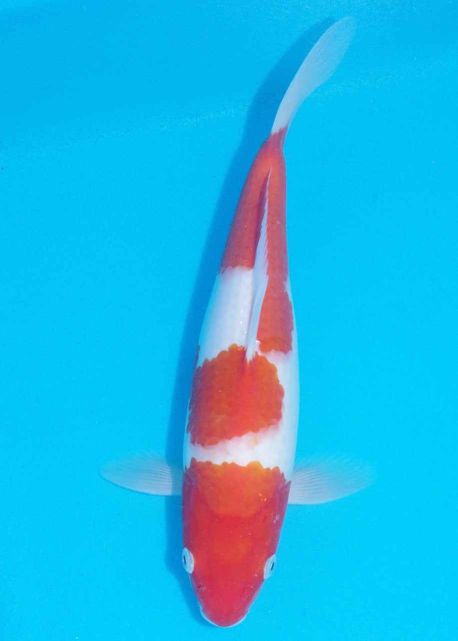 30cm Kohaku REF SRR03-D006