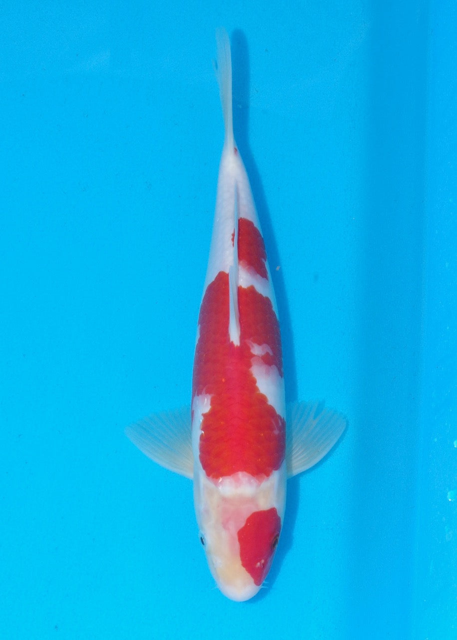 30cm Kohaku REF SRR03-D009