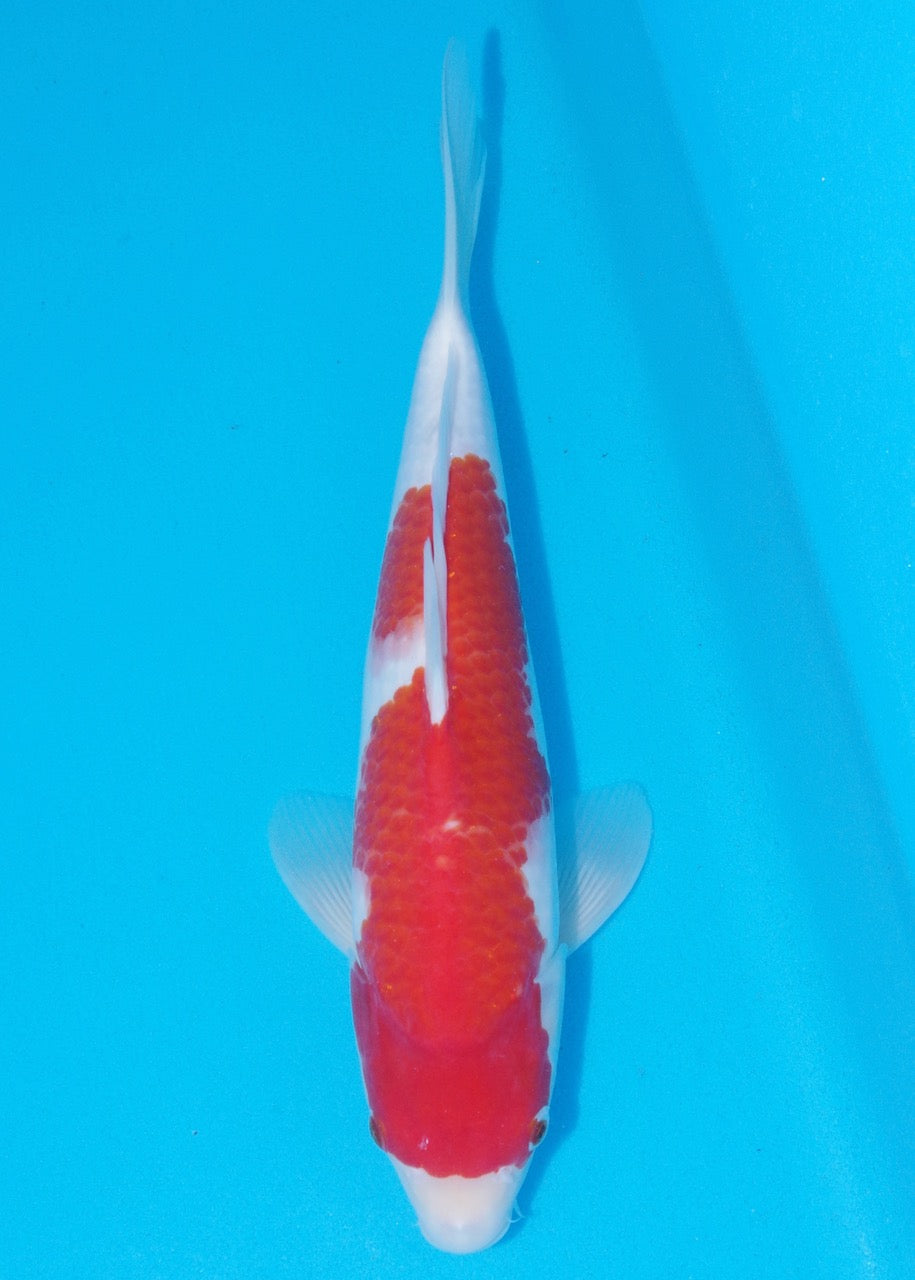 36cm Kohaku REF SRL04-D010