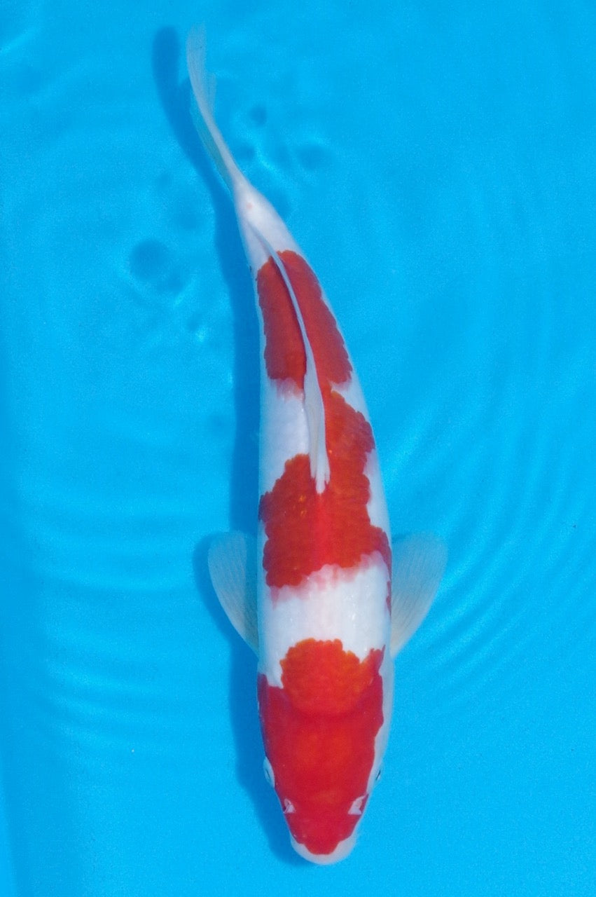 34cm Kohaku REF SRL04-D012