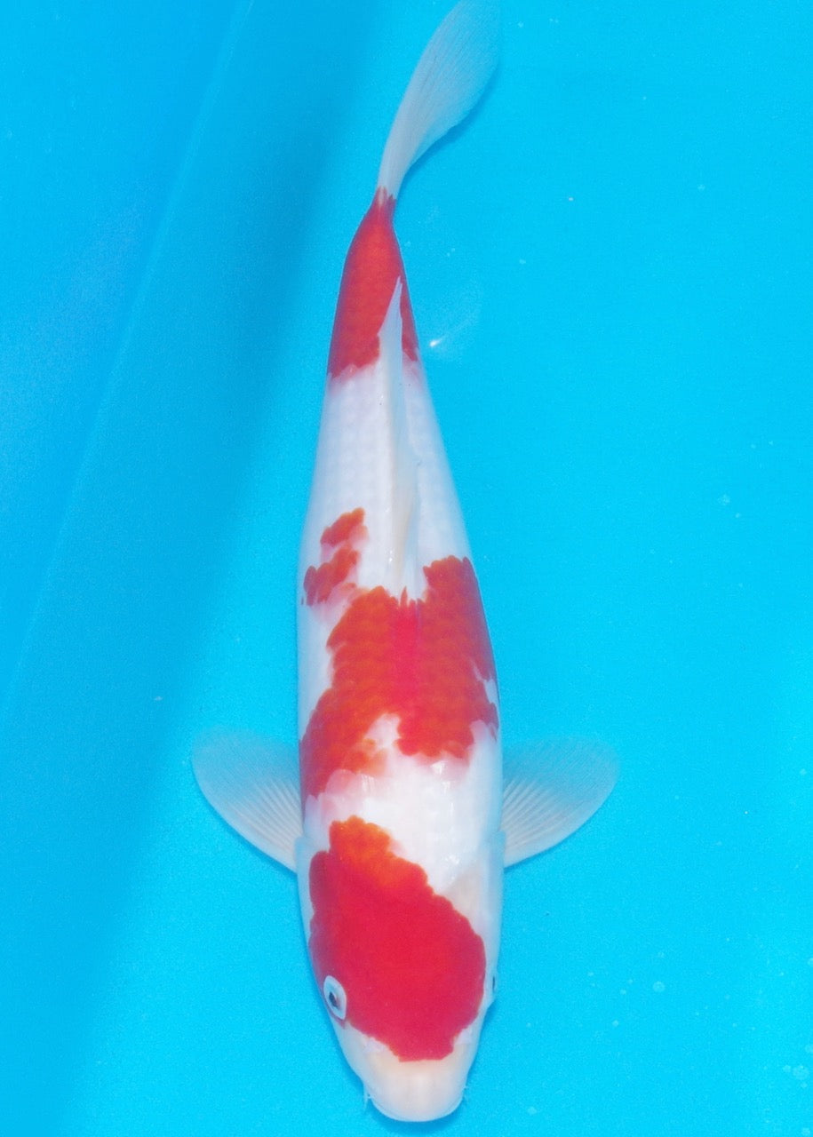 34cm Kohaku REF SRL04-D013