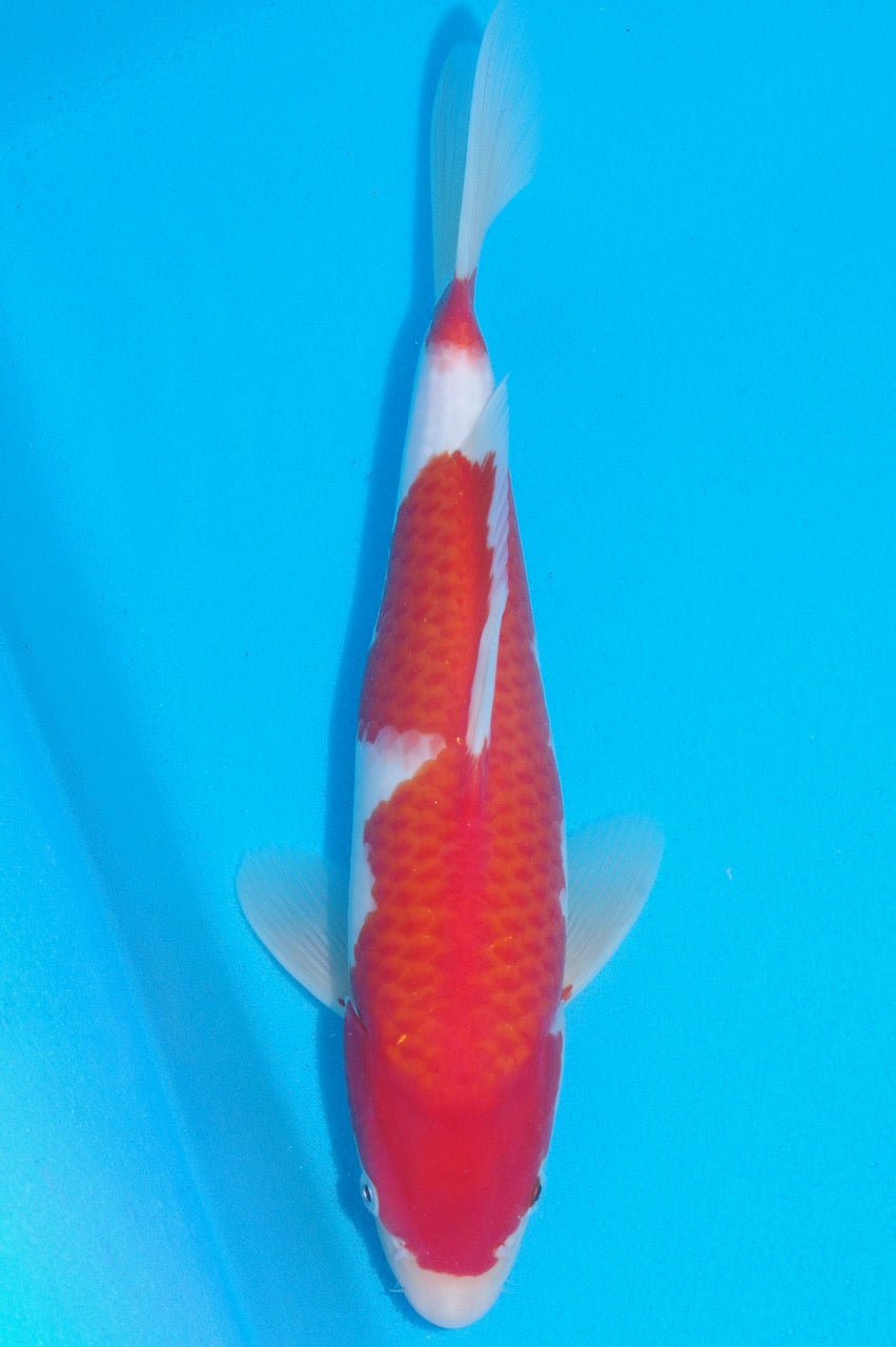 33cm Kohaku REF SRL04-D013