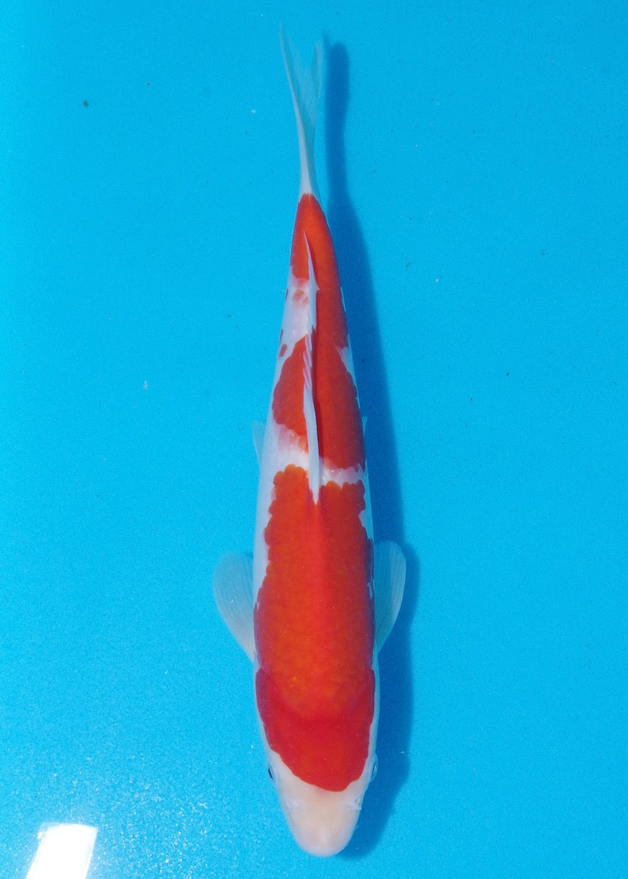 31cm Kohaku REF SRL04-D014