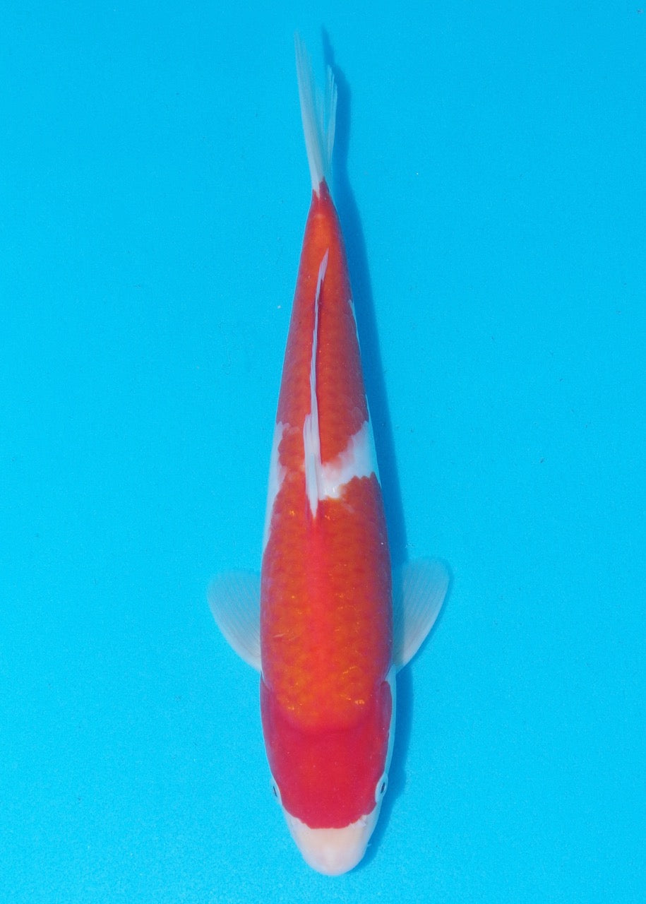 32cm Kohaku REF SRL04-D015