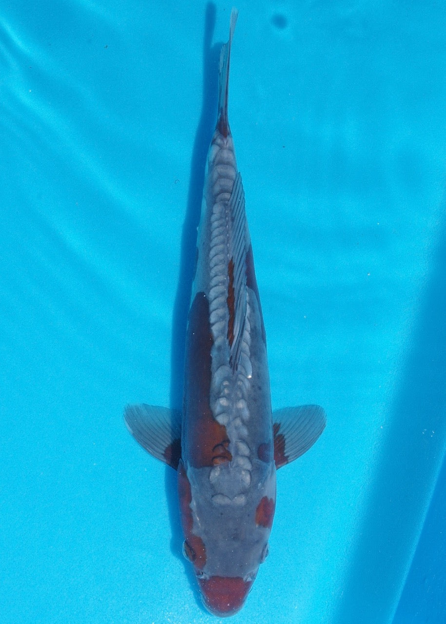 35cm Doitsu Ochiba REF SRL04-D017