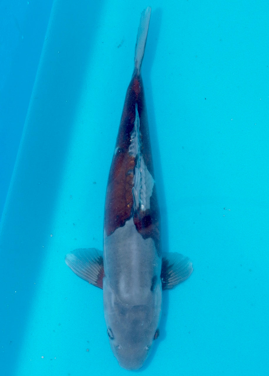 38cm Doitsu Ochiba REF SRL04-D001