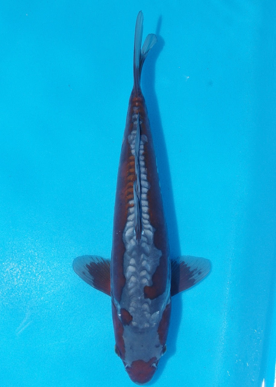 38cm Doitsu Ochiba REF SRL04-D021
