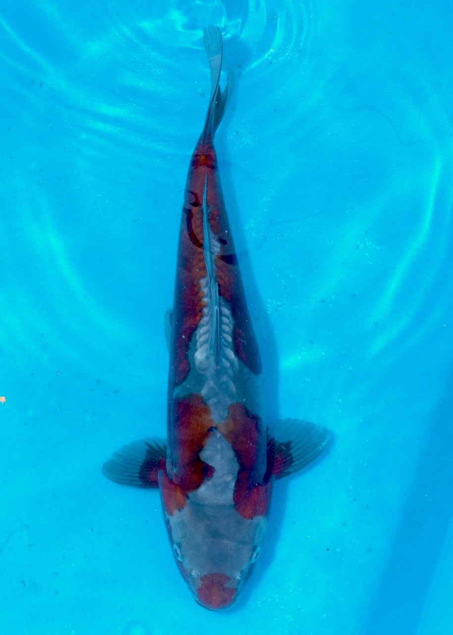 37cm Doitsu Ochiba REF SRL04-D002