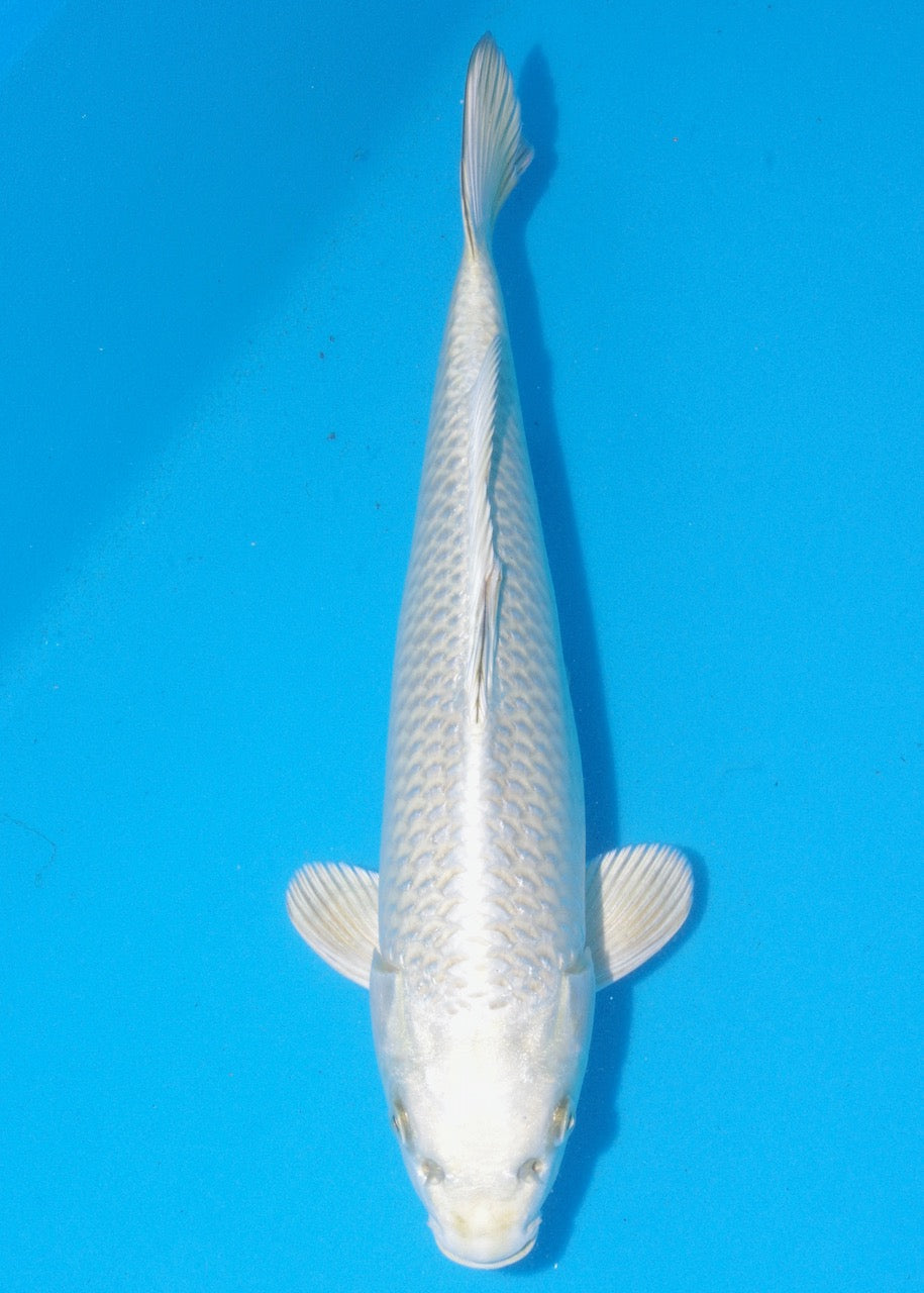 40cm Mukashi Ogon REF SRL04-D034