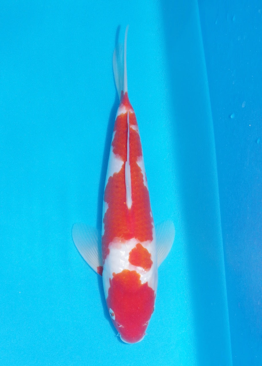32cm Kohaku REF SRL04-D004