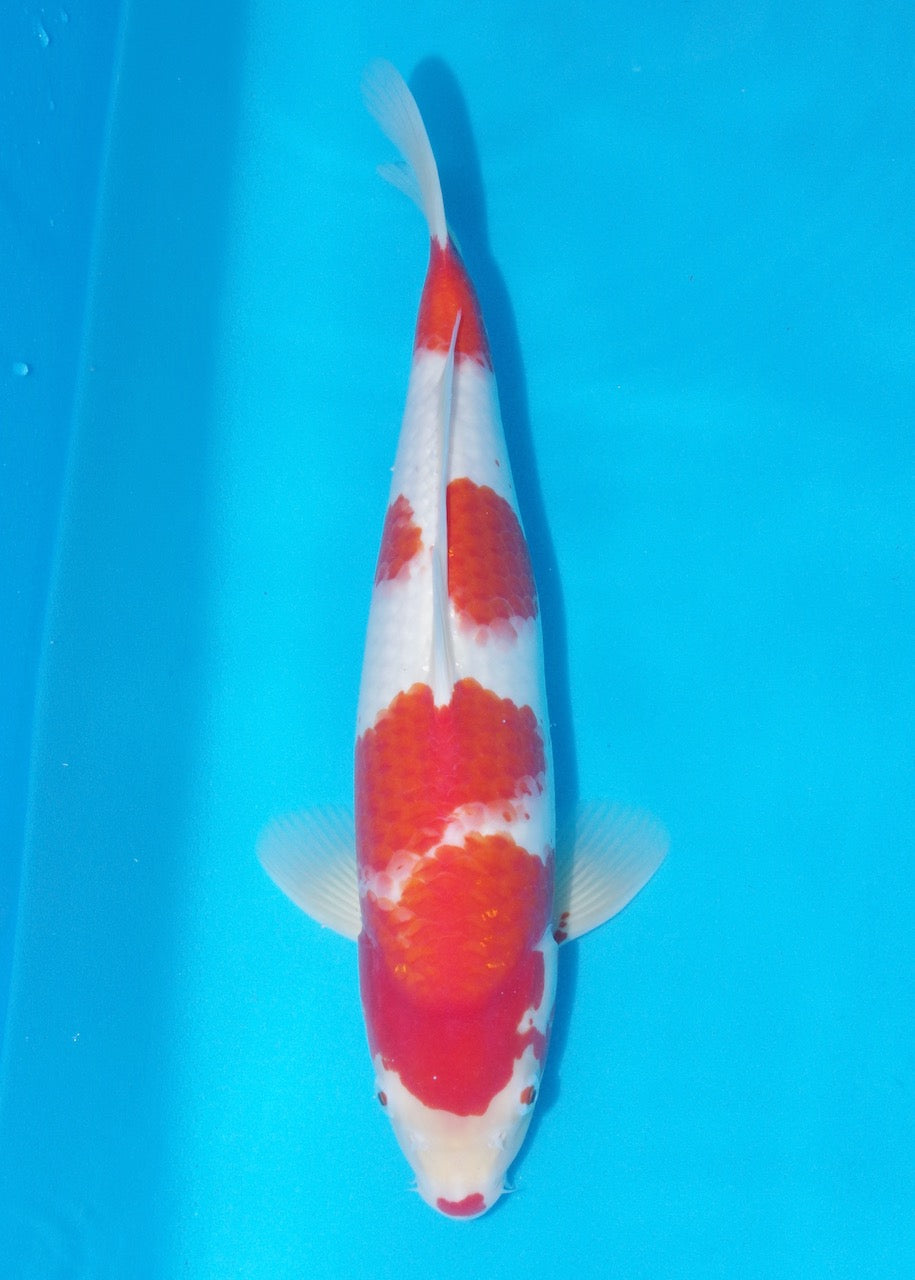 41cm Kohaku REF SRL04-D005
