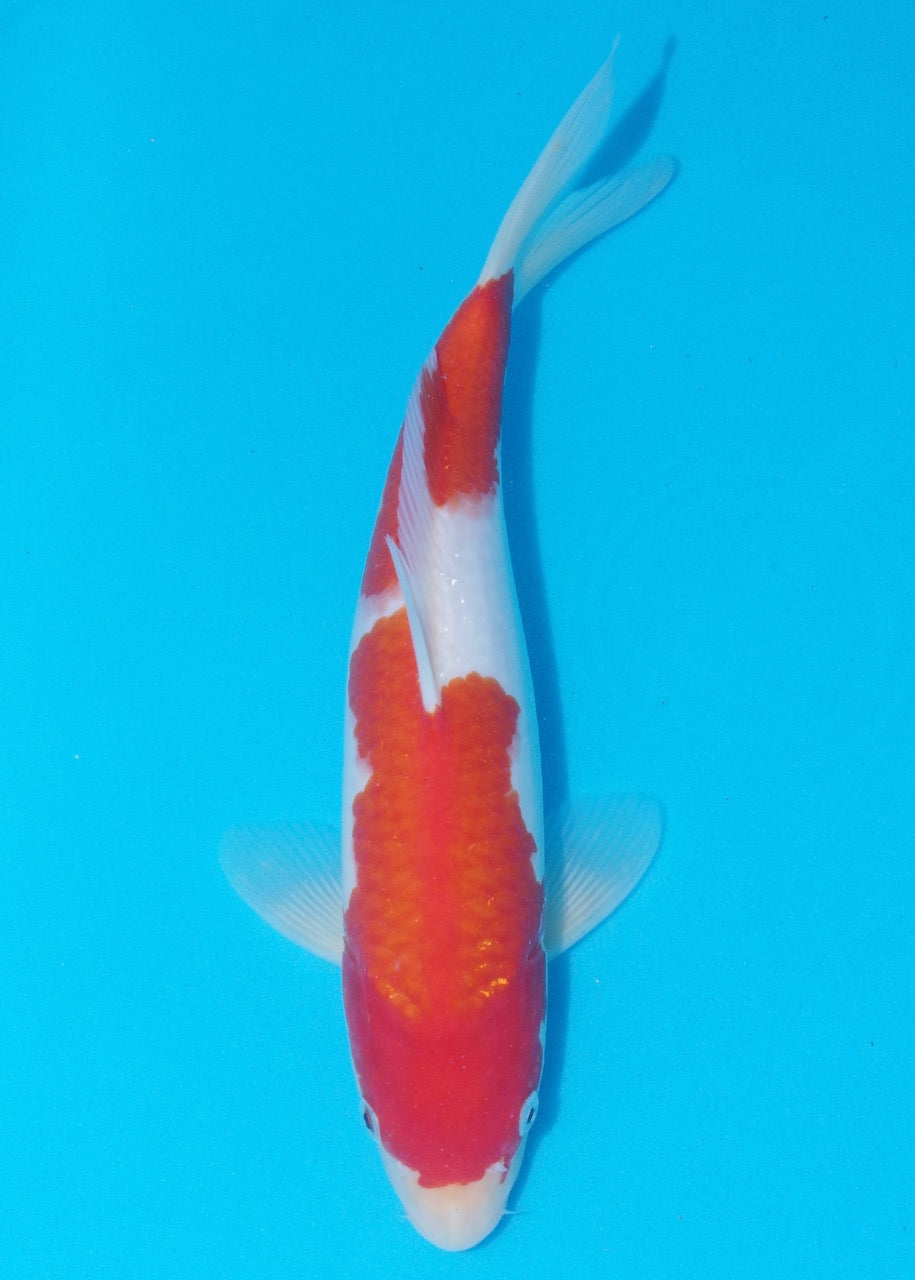 33cm Kohaku REF SRL04-D006