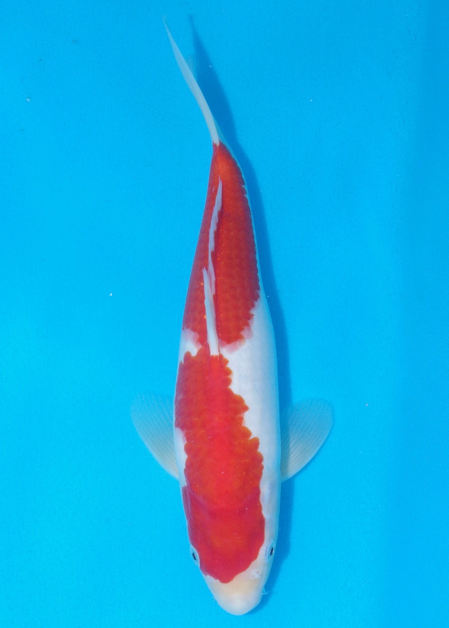 32cm Kohaku REF SRL04-D008