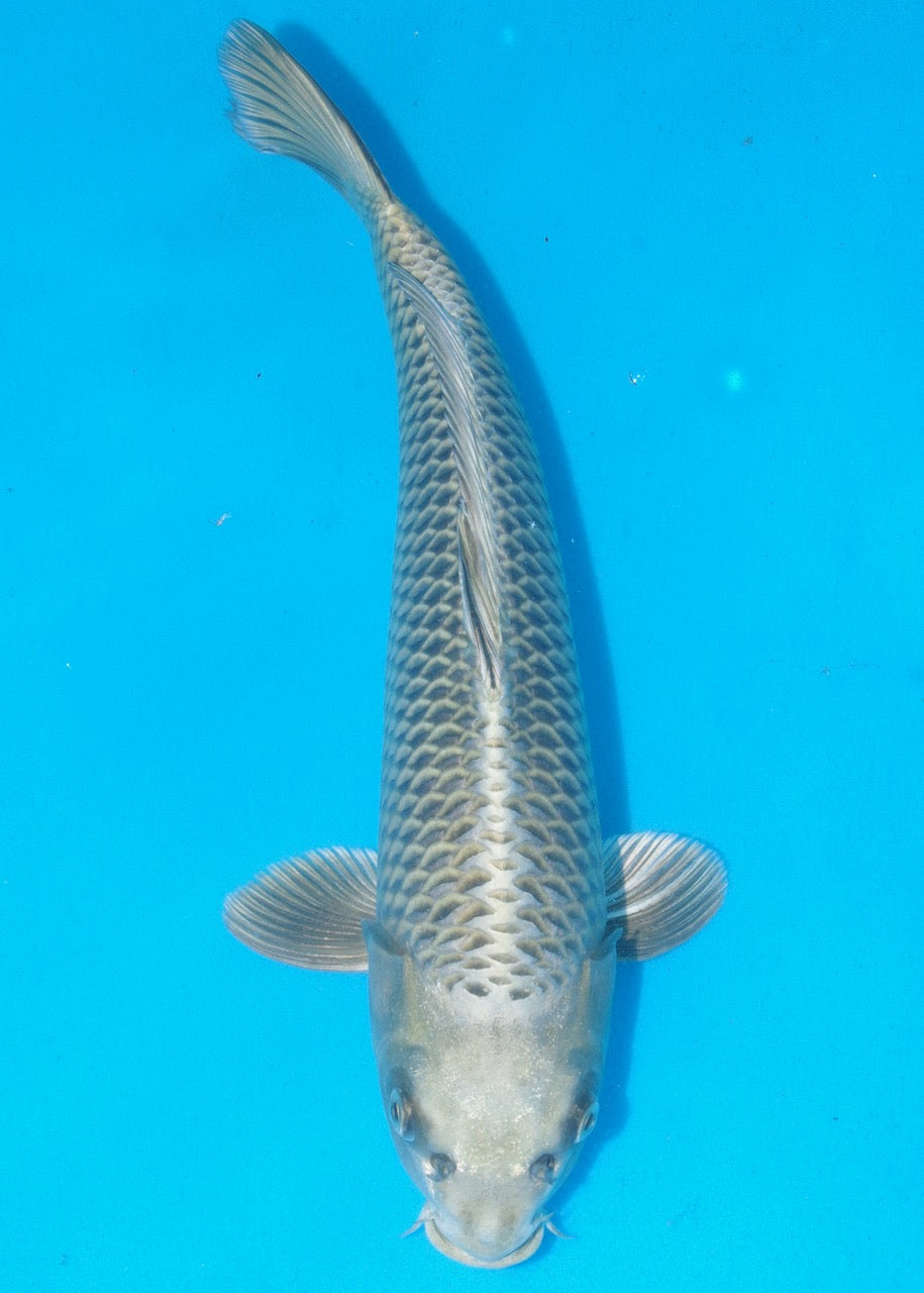 40cm Mukashi Ogon REF SRR04-D010