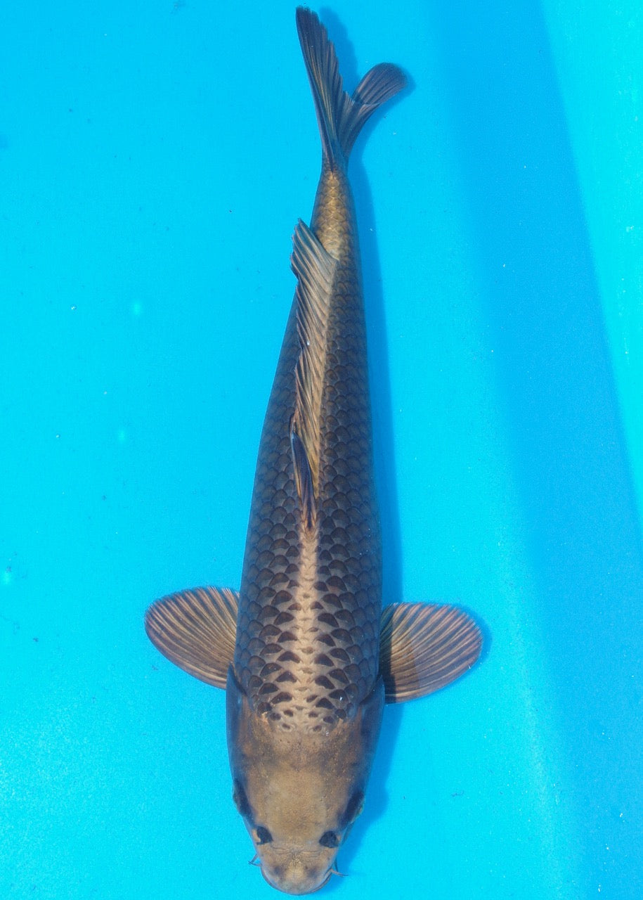 42cm Mukashi Ogon REF SRR04-D012