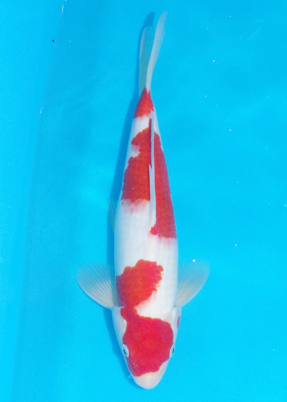 35cm Kohaku REF SRR04-D002