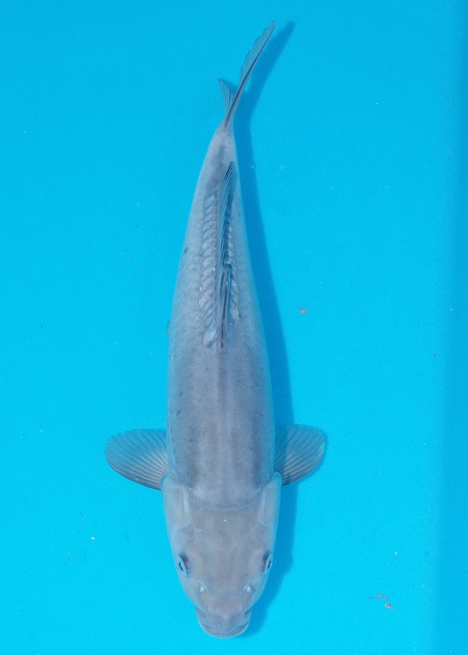 42cm Doitsu Soragoi REF SRR04-D005