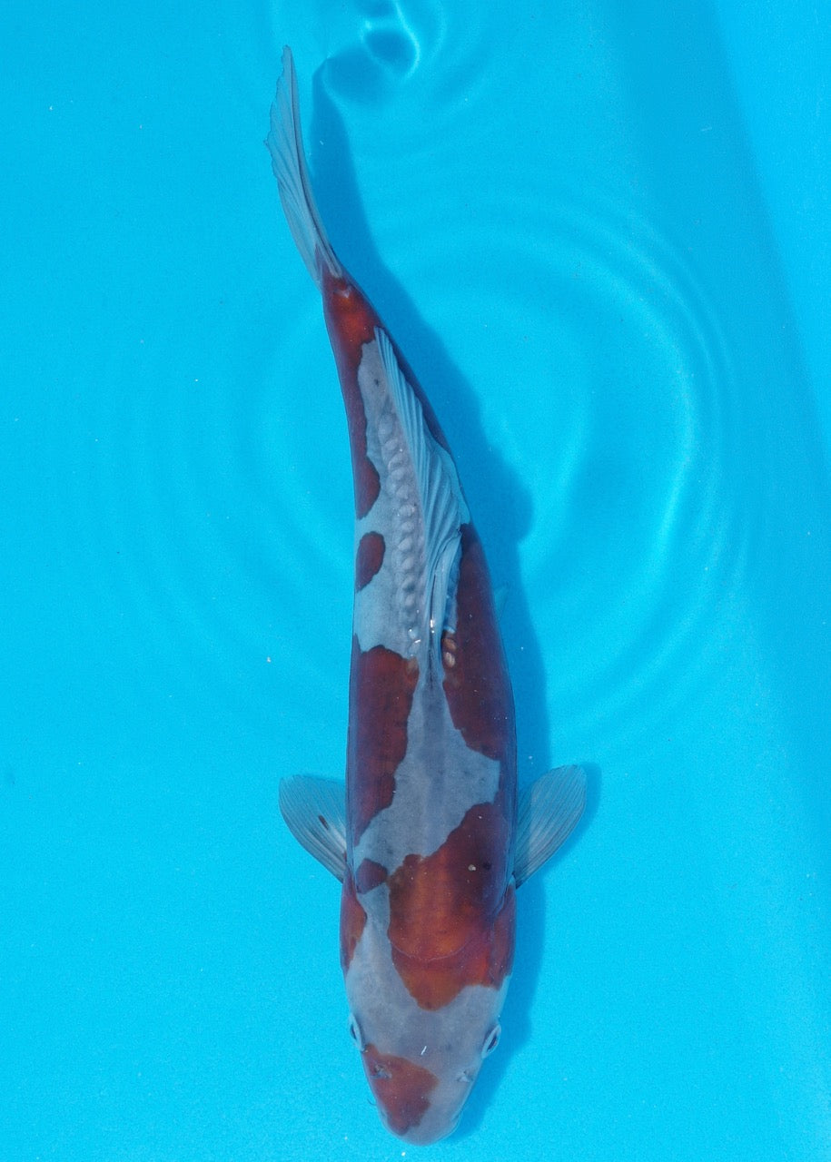 32cm Doitsu Ochiba REF SRR04-D006