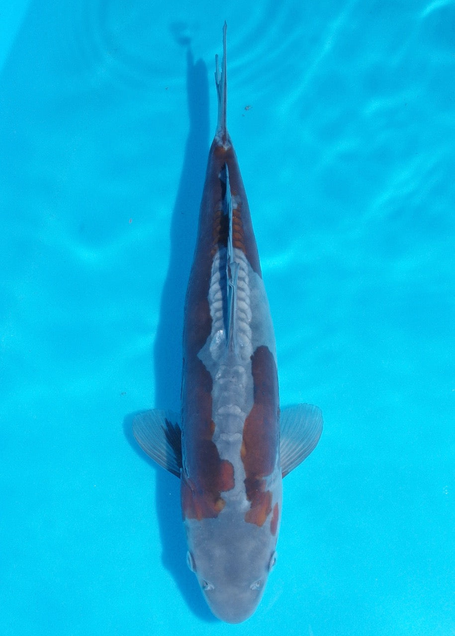 34cm Doitsu Ochiba REF SRR04-D007