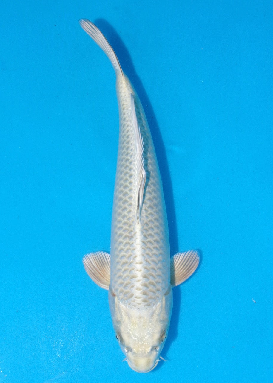 39cm Mukashi Ogon REF SRR04-D009