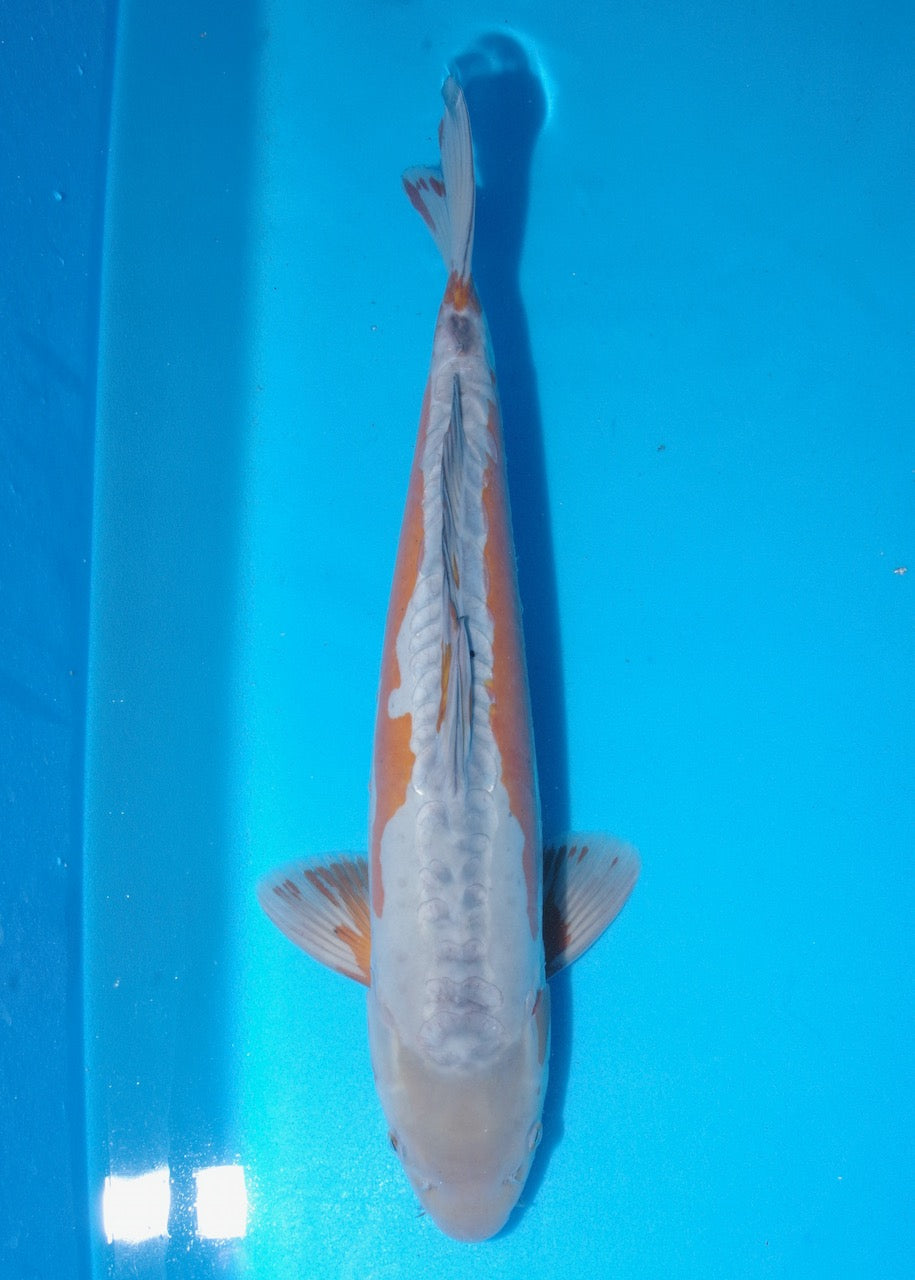 52cm Doitsu Ochiba REF SRR04-D015