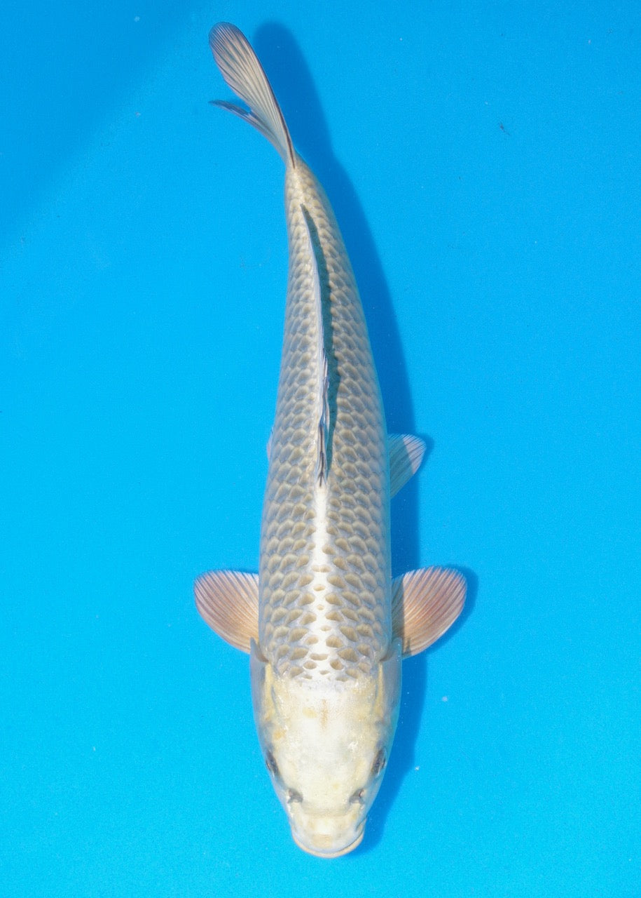 43cm Mukashi Ogon REF SRR04-D016