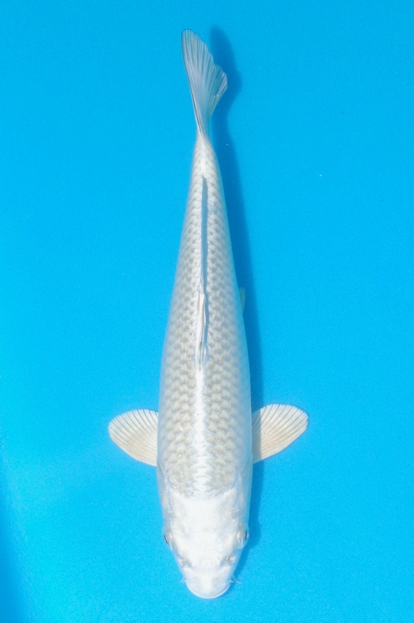 25cm Mukashi Ogon REF SRL02-J005