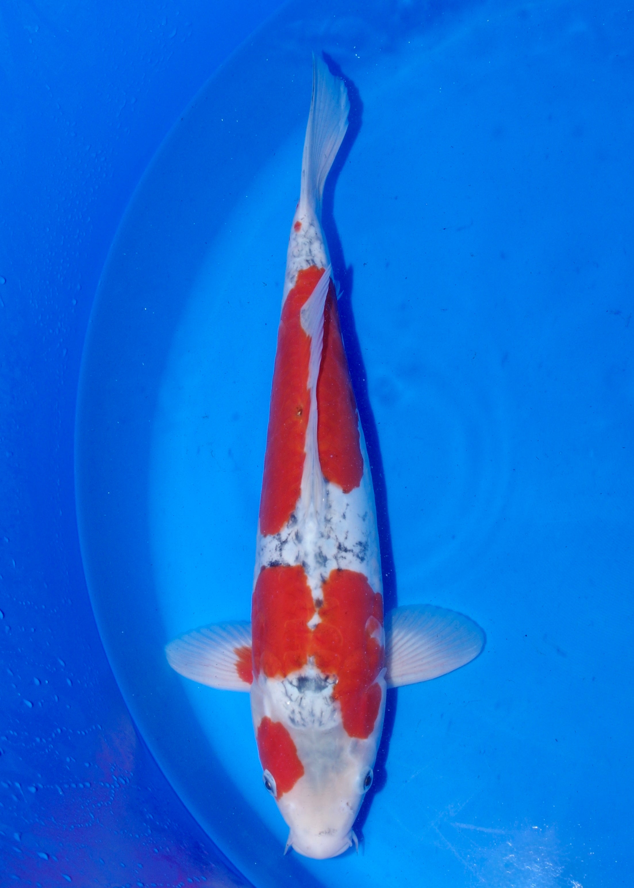 41cm Doitsu Goshiki Koi for Sale | Koda | Byer Koi Farm