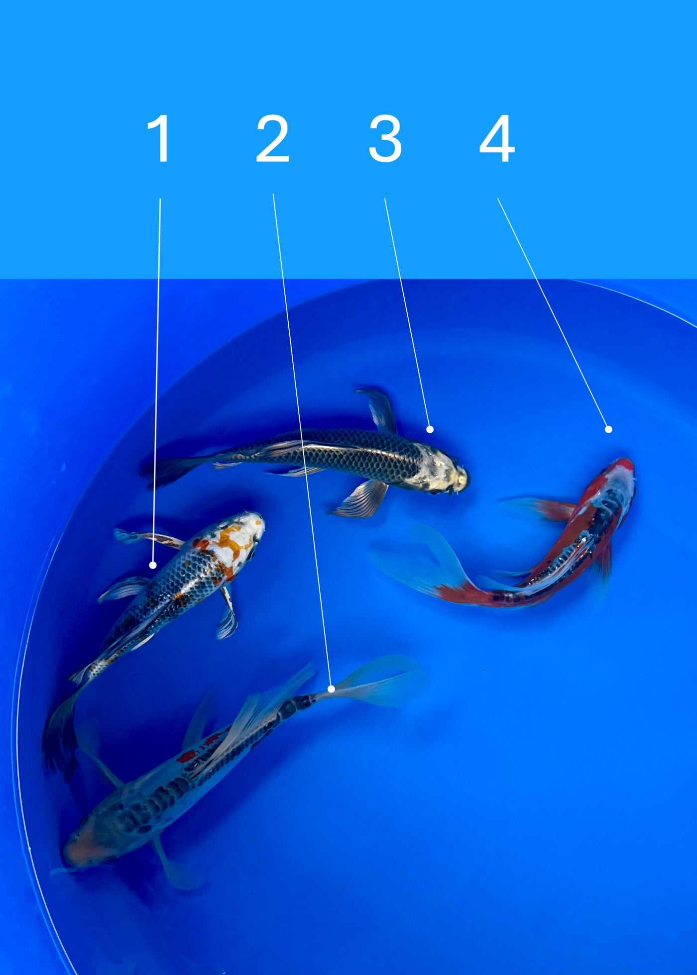 21-25cm Butterfly Koi Tosai (Yamasan) REF - JUN110