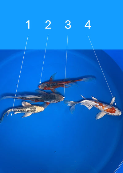 20-24cm Butterfly Koi Tosai (Yamasan) (Bowl 3) REF - JUN112