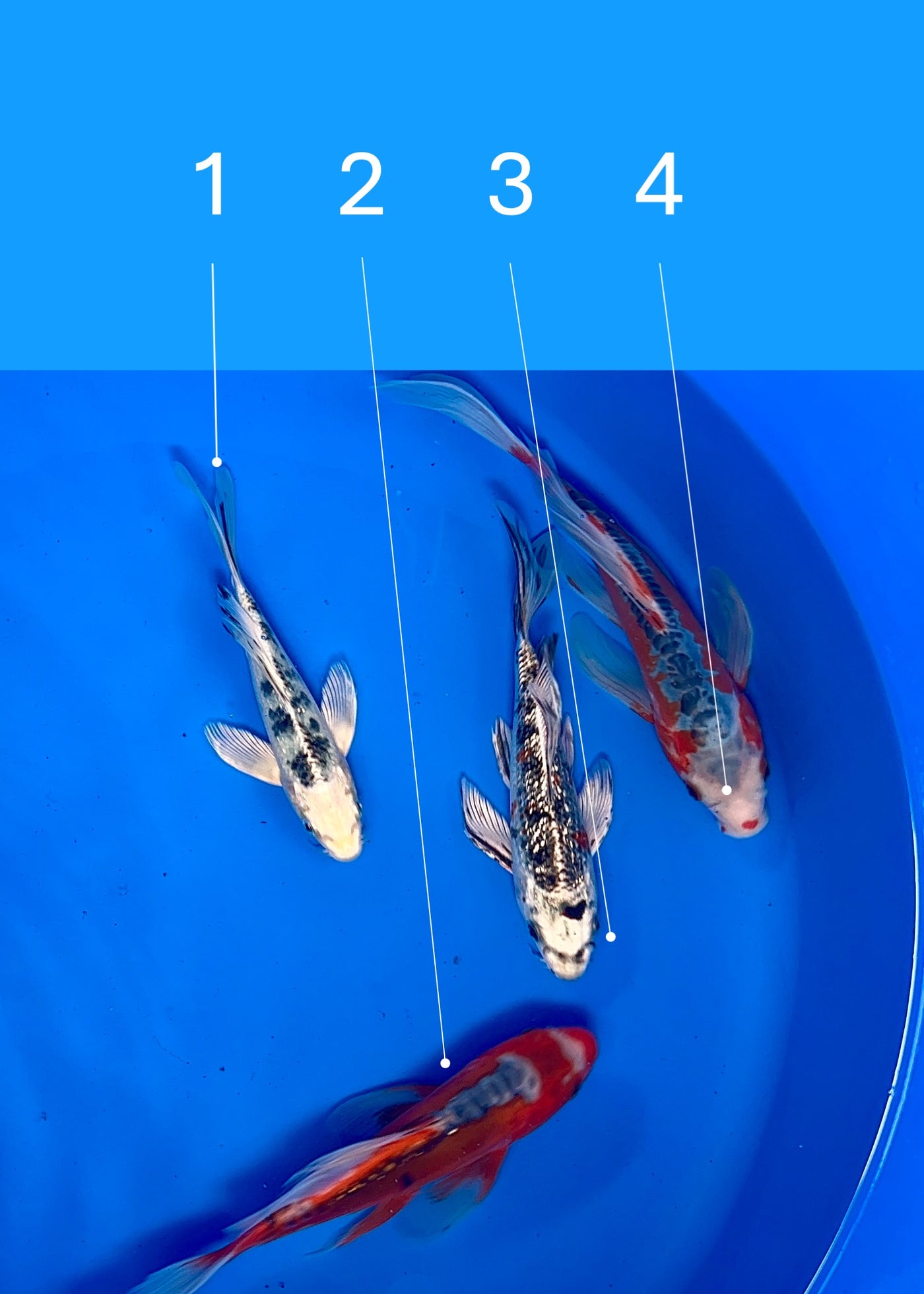 19-25cm Butterfly Koi Tosai (Yamasan) (Bowl 4) REF - JUN113