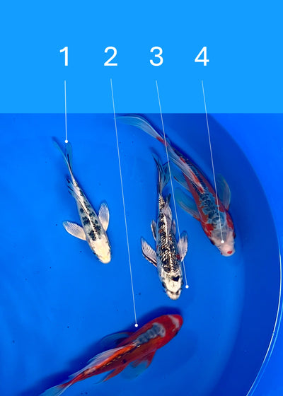 19-25cm Butterfly Koi Tosai (Yamasan) (Bowl 4) REF - JUN113