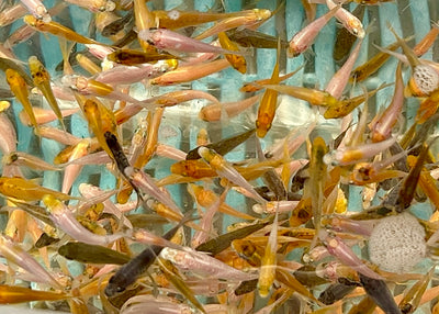 6-8 week old koi fry (Round 1 , 2024)