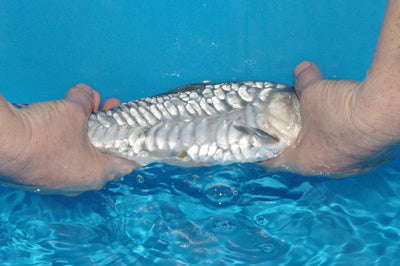 29cm Aragoke Soragoi (Byer Koi Farm) REF - SEP016