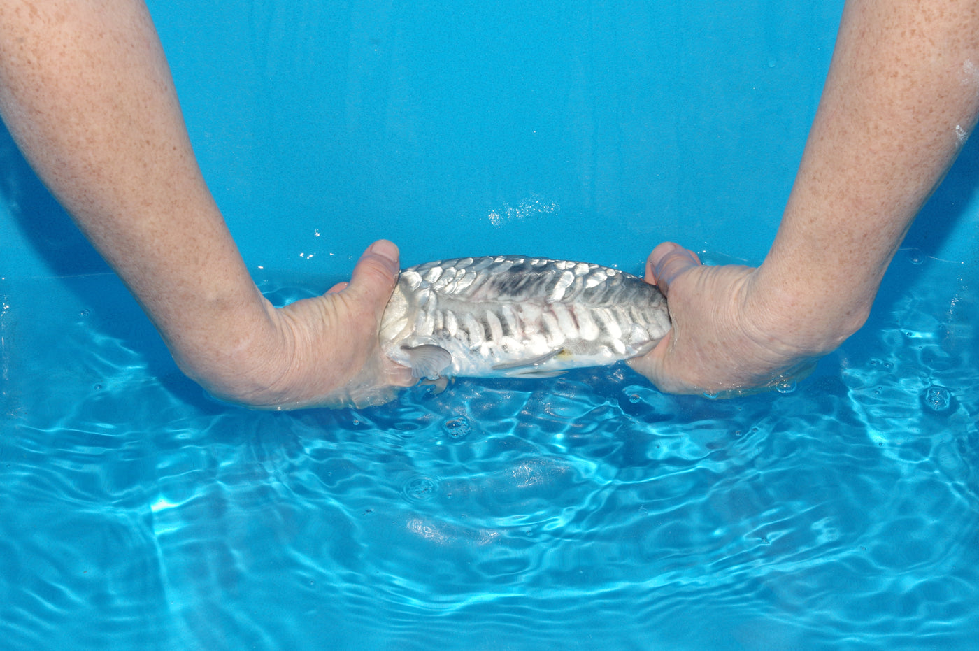 29cm Aragoke Soragoi (Byer Koi Farm) REF - SEP016