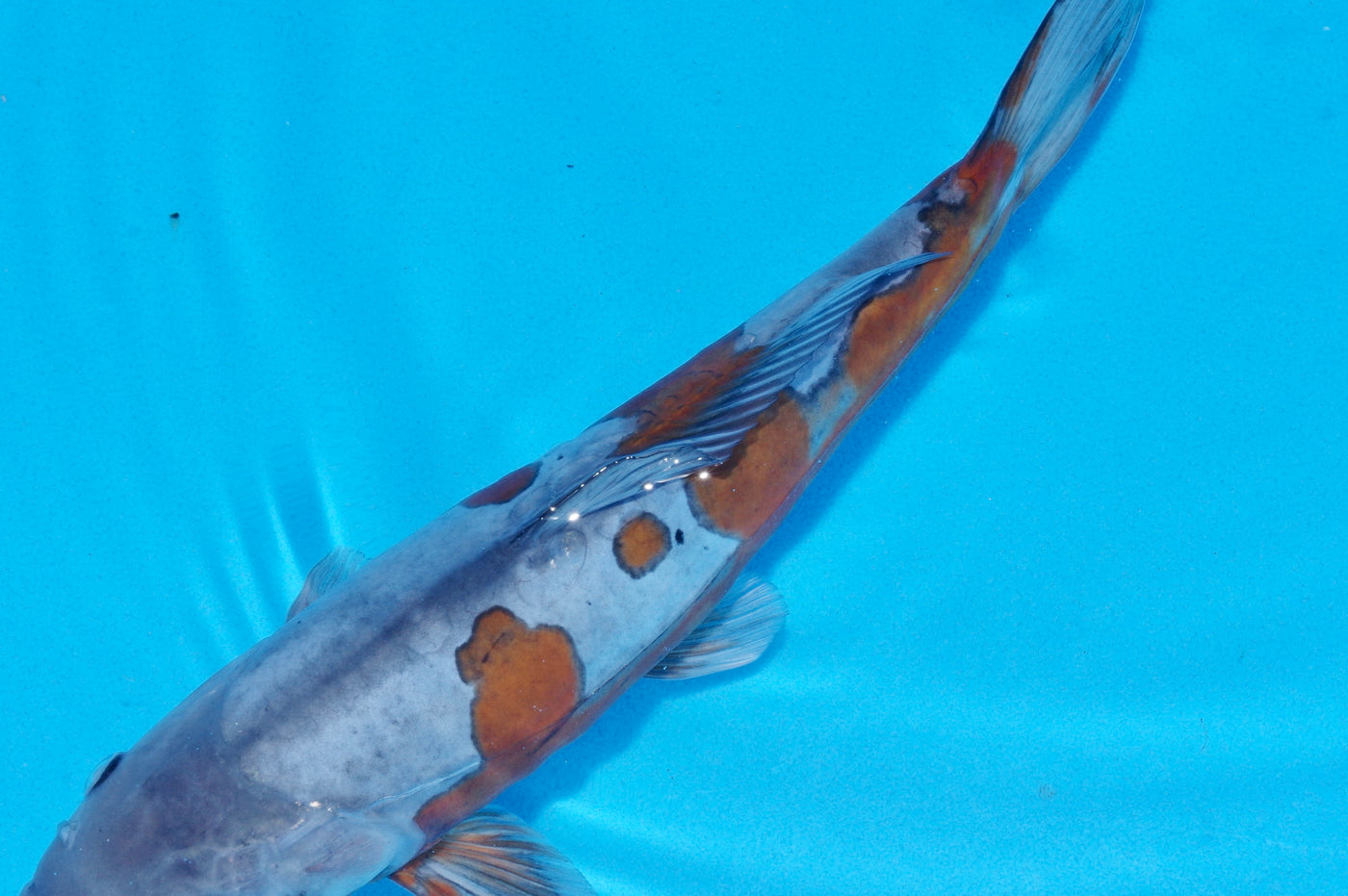 31cm Doitsu Ochiba (Byer Koi Farm) REF - SEP017