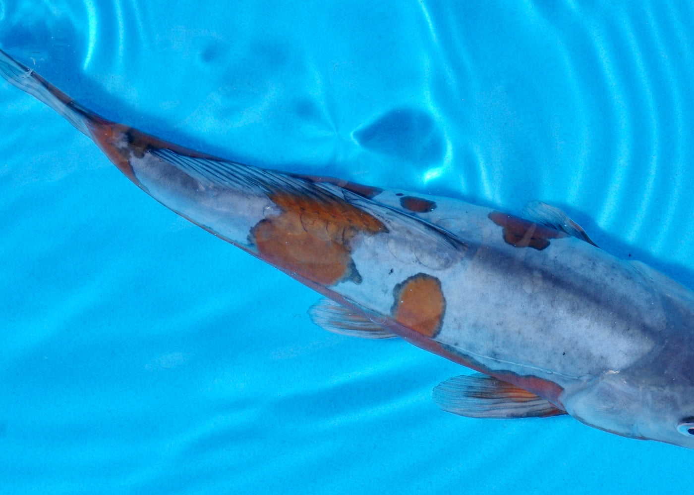 31cm Doitsu Ochiba (Byer Koi Farm) REF - SEP017