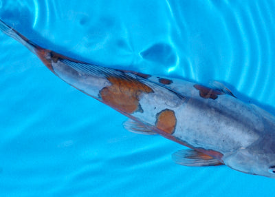 31cm Doitsu Ochiba (Byer Koi Farm) REF - SEP017
