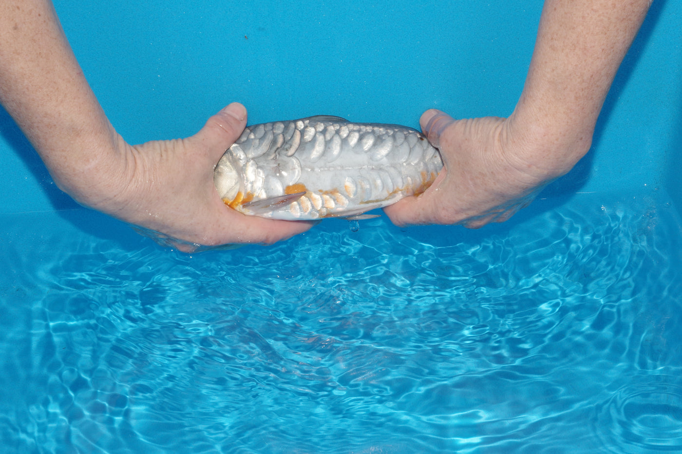 29cm Aragoke Soragoi (Byer Koi Farm) REF - SEP029