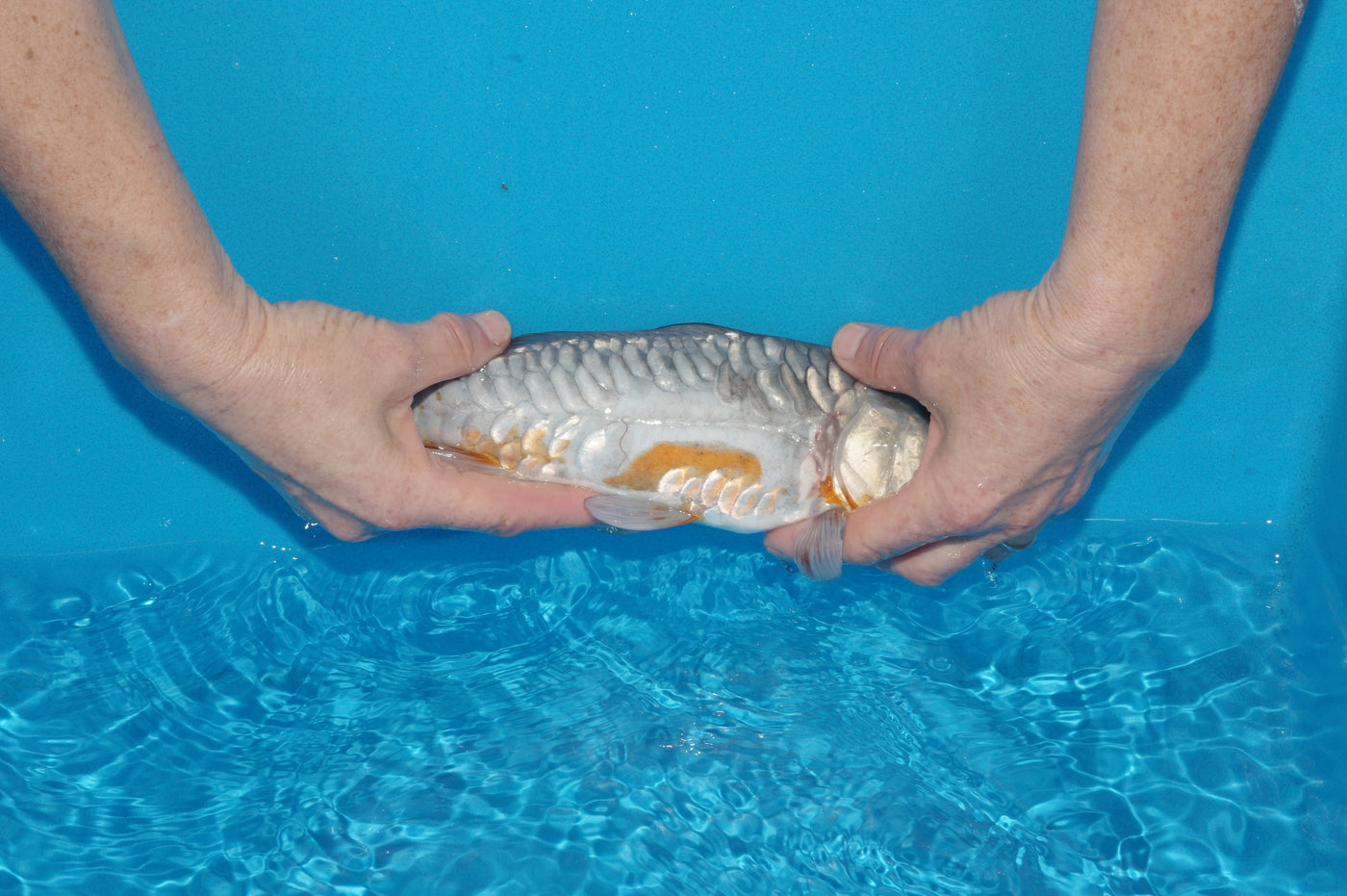 29cm Aragoke Soragoi (Byer Koi Farm) REF - SEP029