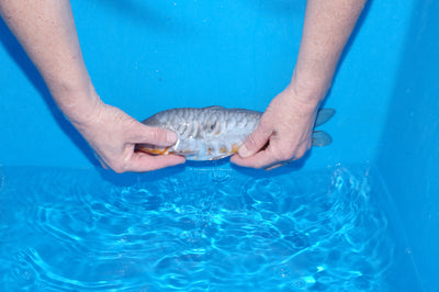 30cm Aragoke Soragoi (Byer Koi Farm) REF - SEP038