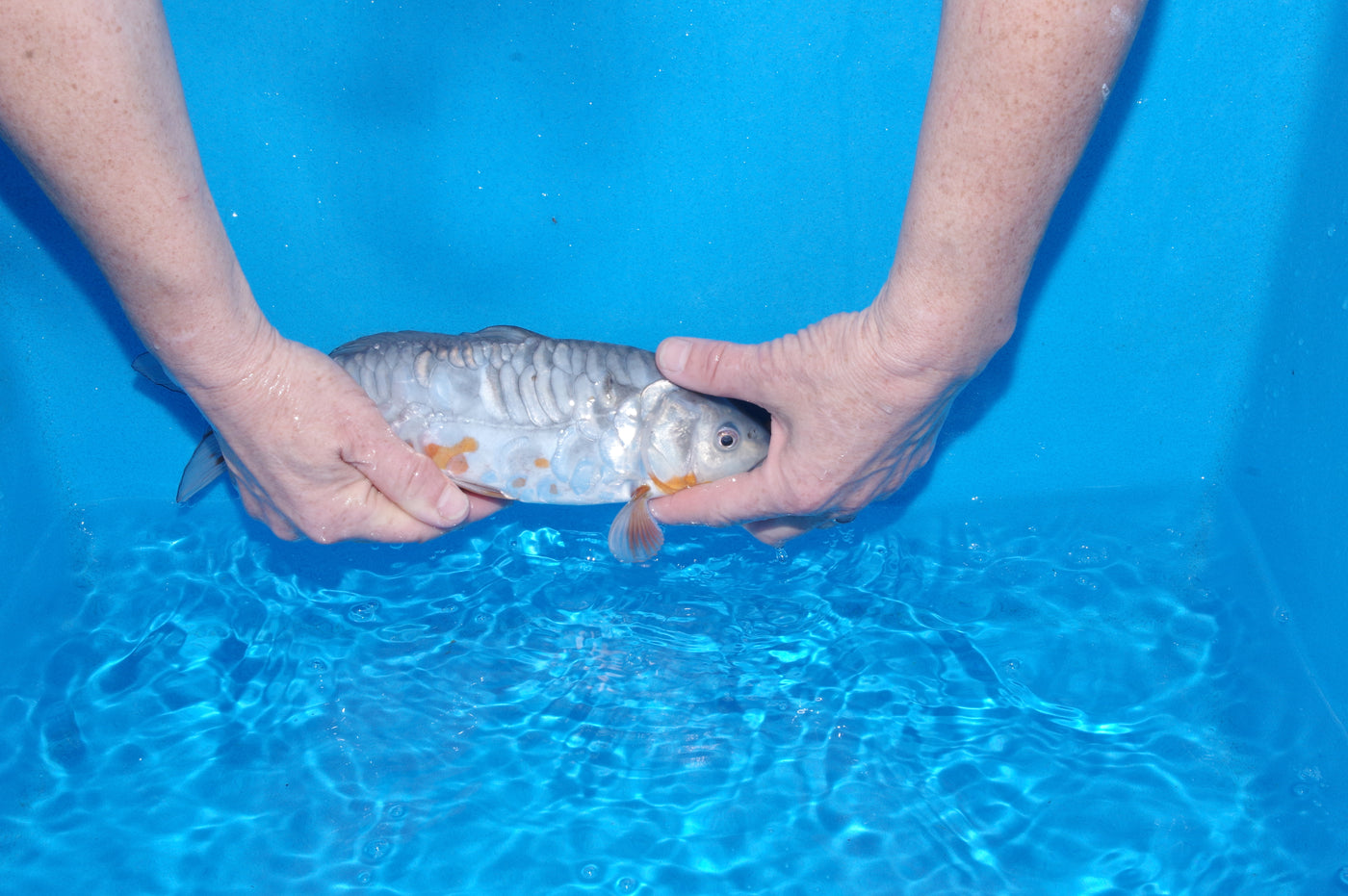 30cm Aragoke Soragoi (Byer Koi Farm) REF - SEP038
