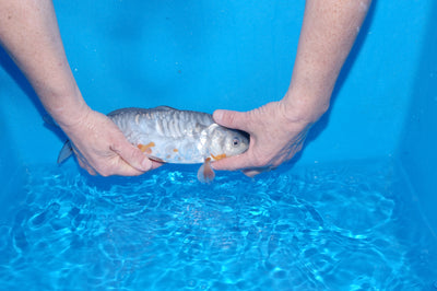 30cm Aragoke Soragoi (Byer Koi Farm) REF - SEP038