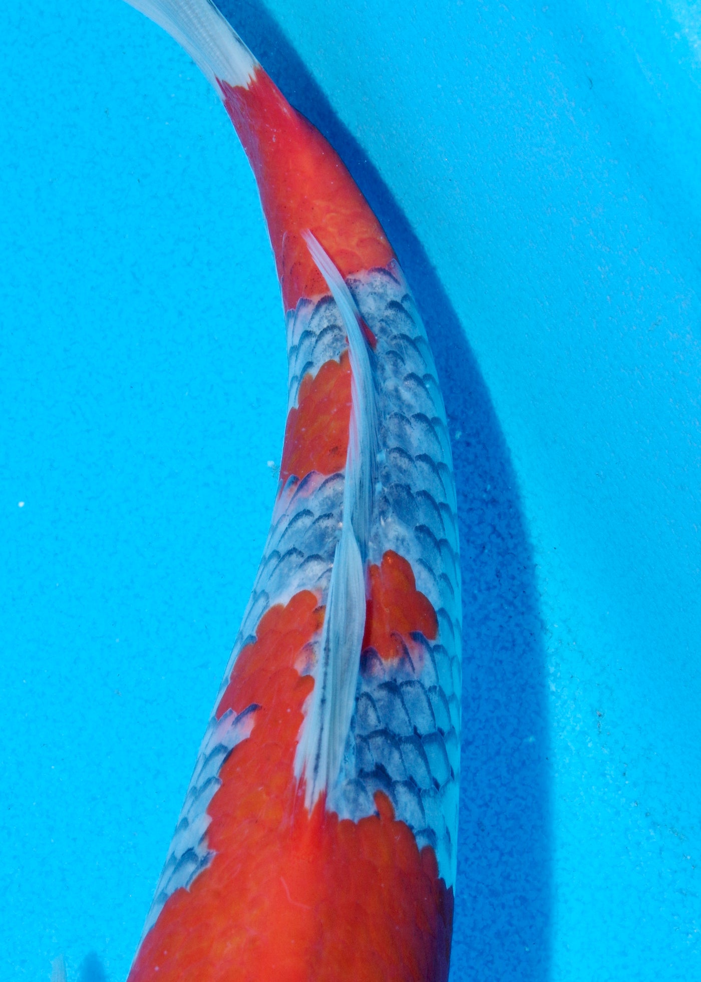 28cm Goshiki (Byer Koi Farm) REF - SEP044