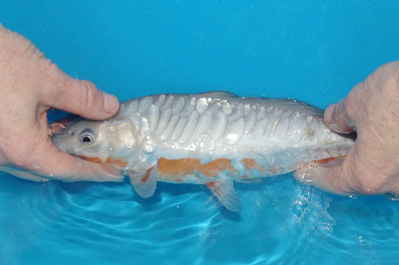 28cm Aragoke (Doitsu Ochiba) (Byer Koi Farm) REF - OCT034