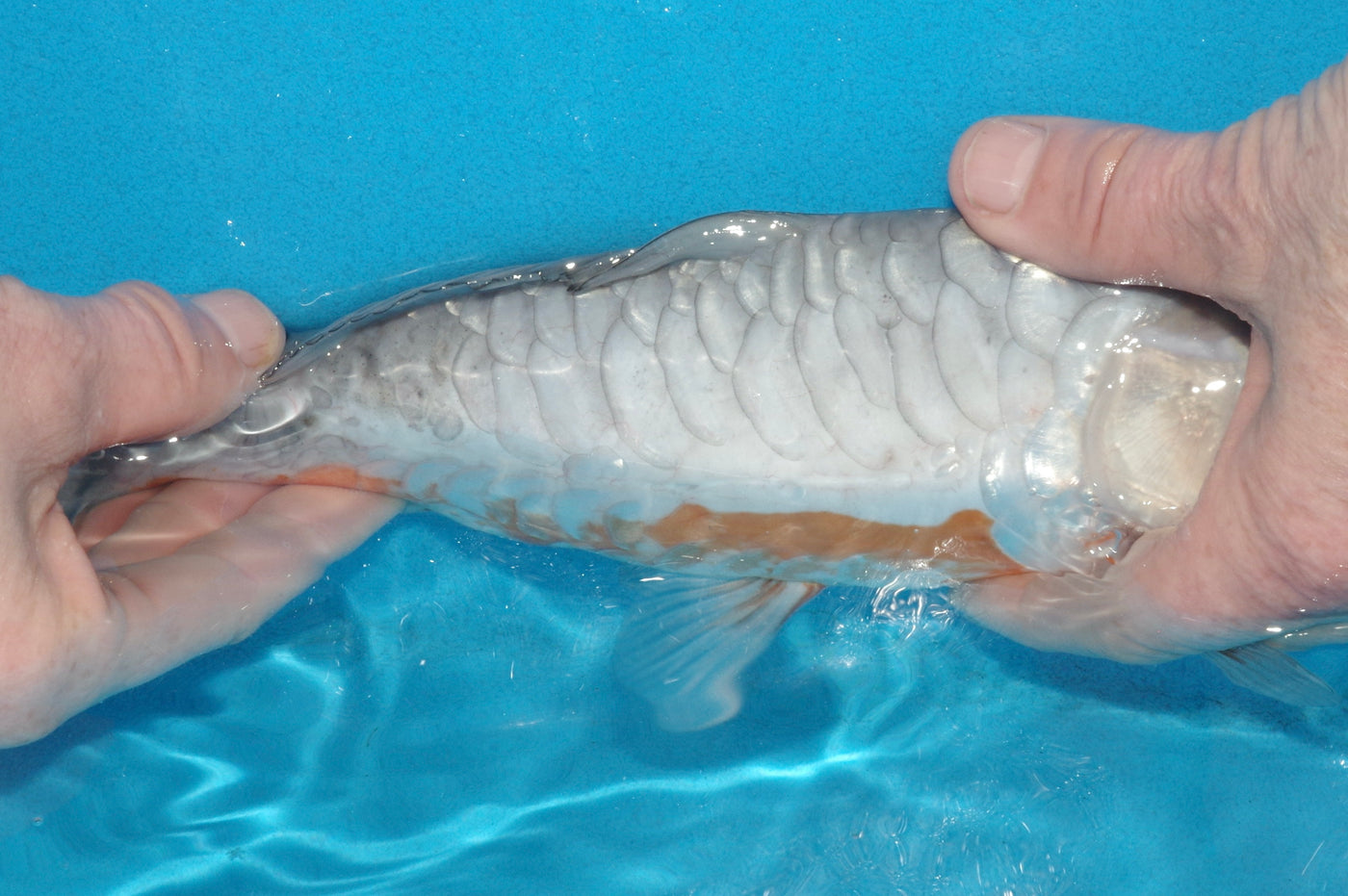 28cm Aragoke (Doitsu Ochiba) (Byer Koi Farm) REF - OCT034