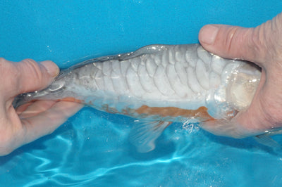 28cm Aragoke (Doitsu Ochiba) (Byer Koi Farm) REF - OCT034