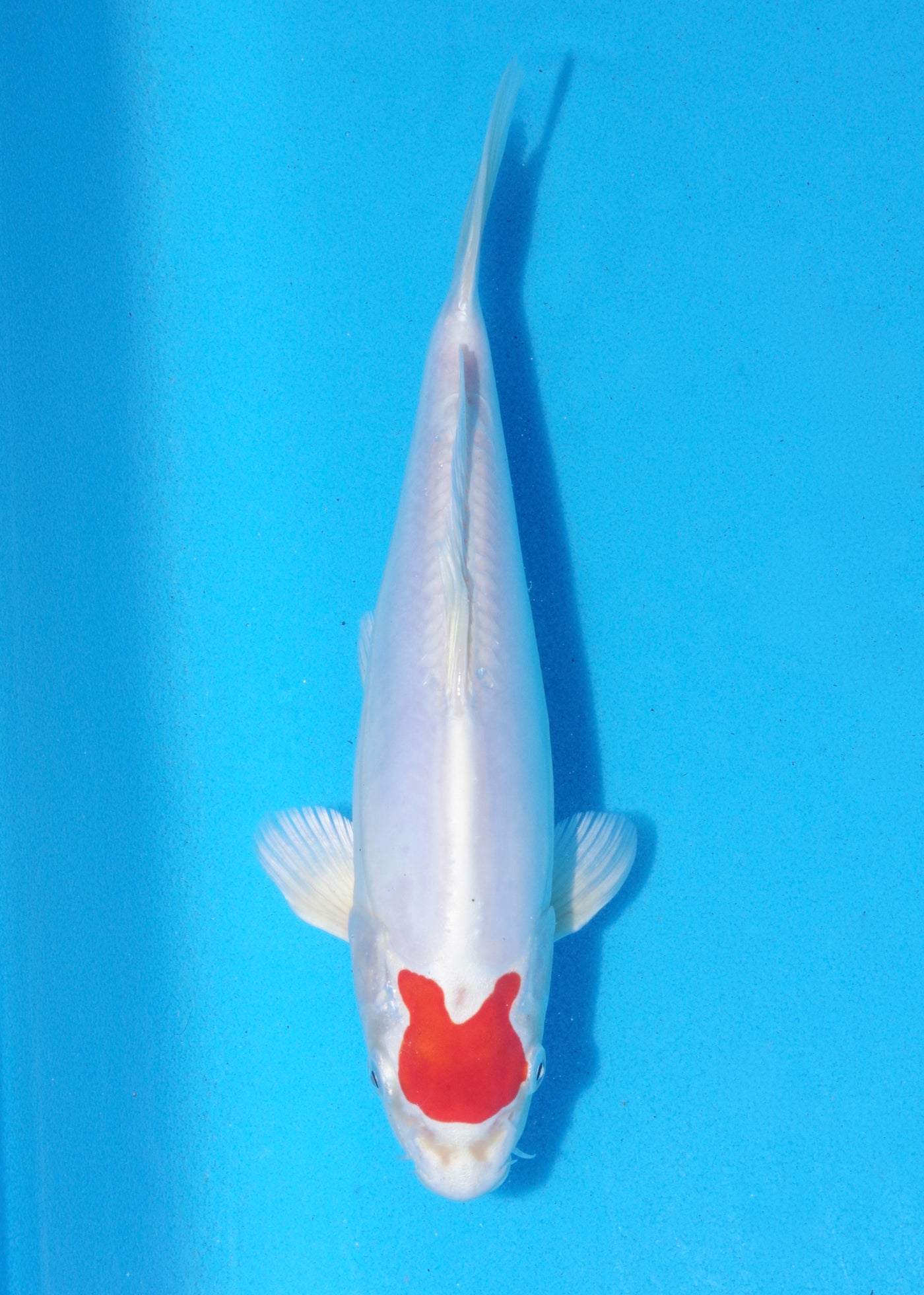 25cm Tancho Kikisui (Byer Koi Farm) REF - MA01